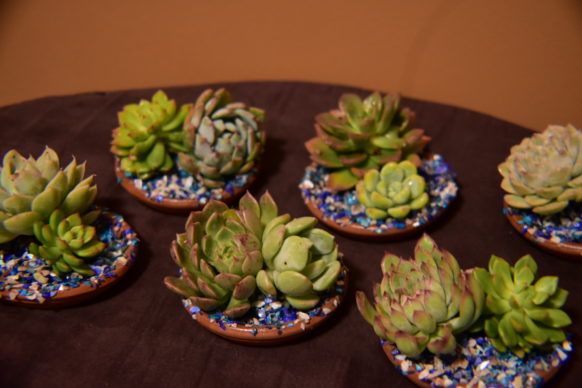 succulent_saucers_2_582x388_74b6347f9e Succulents