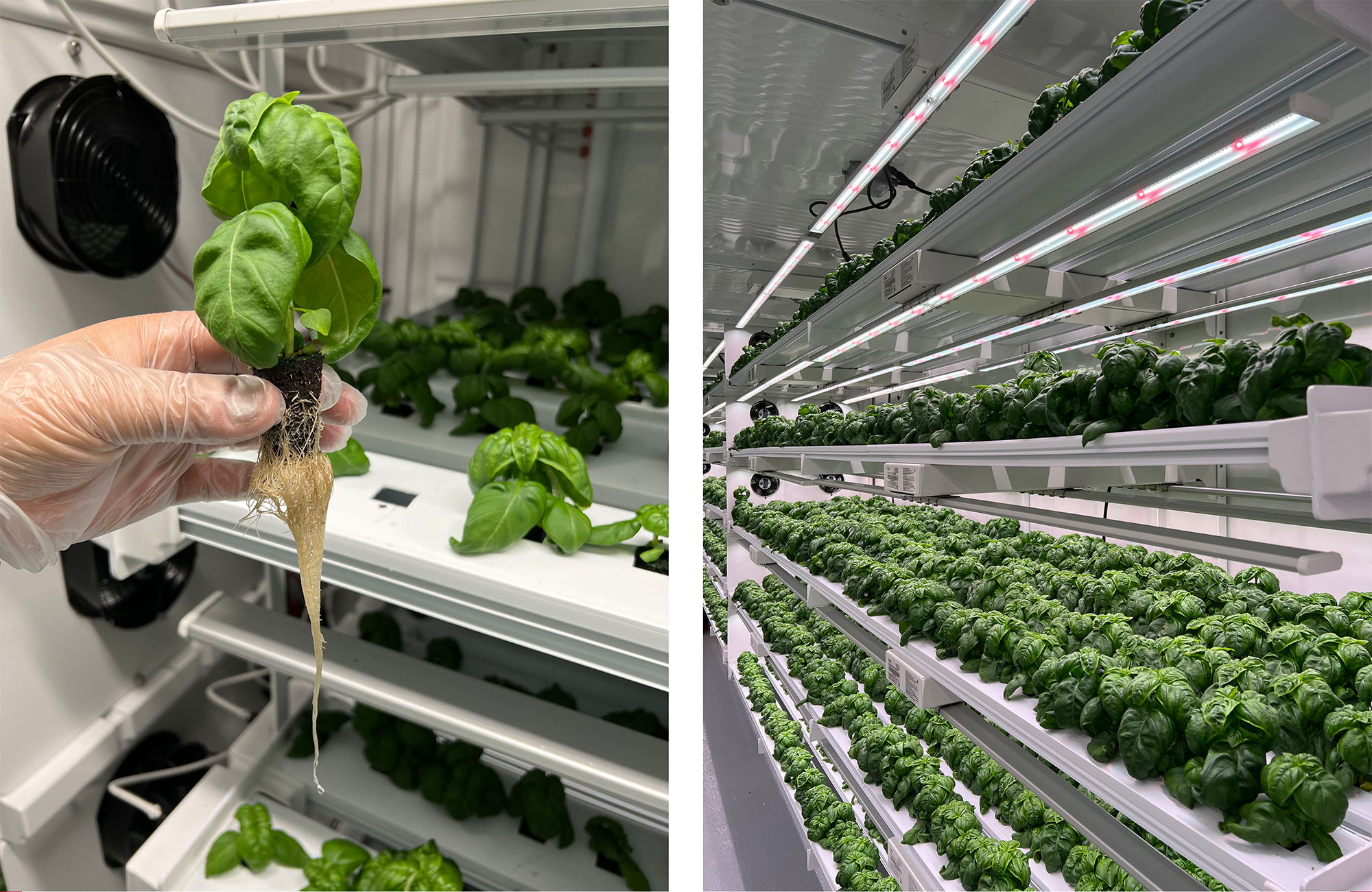 Town To Table Roots Growing Channels